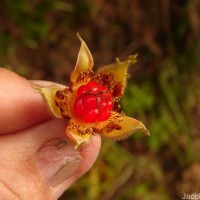 Rubus indicus Thunb.